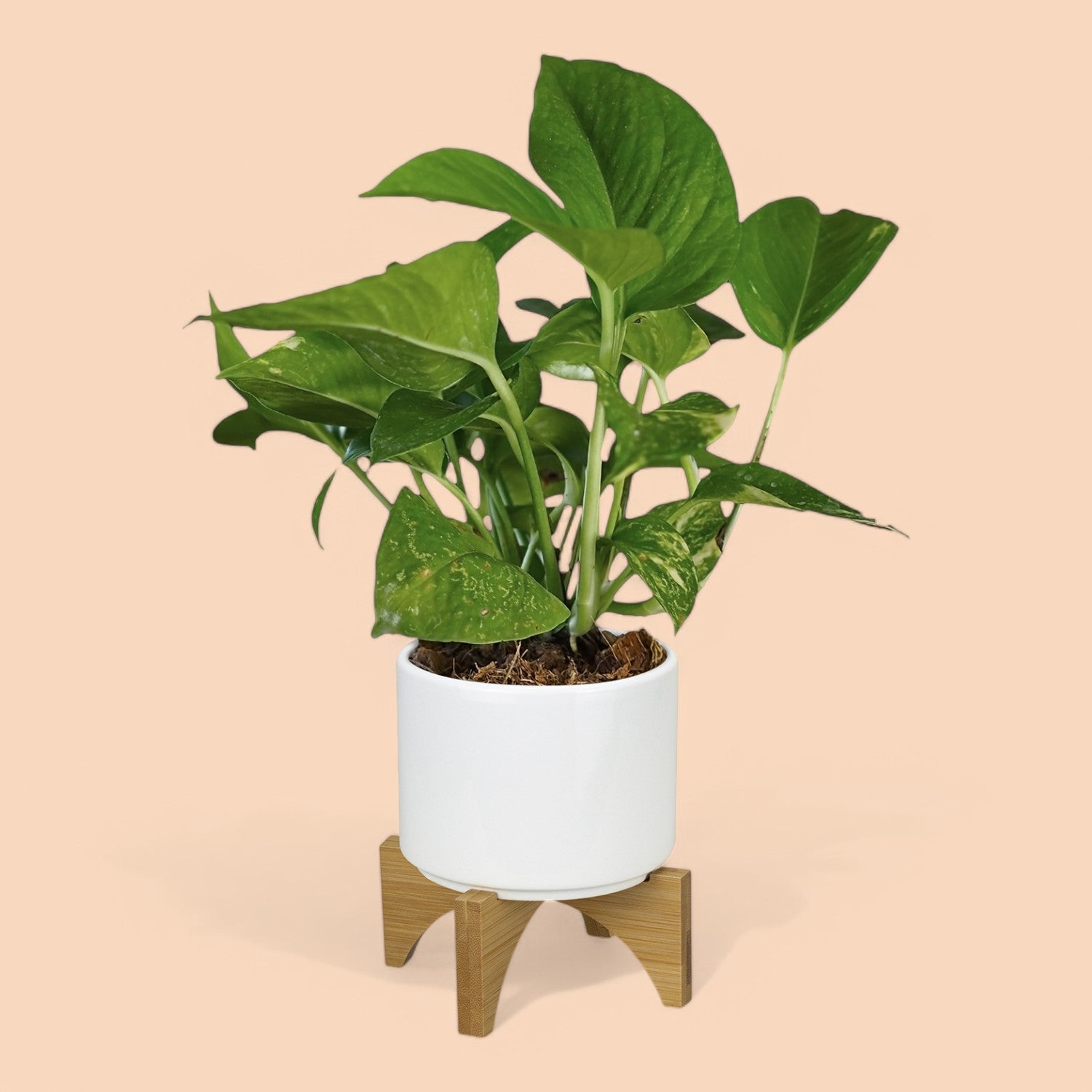 Branded Planter with Bamboo Base